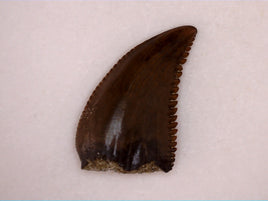 Dinosaur Teeth