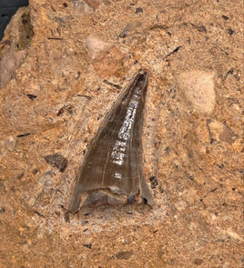 Mosasaur Tooth, Cretaceous of Texas