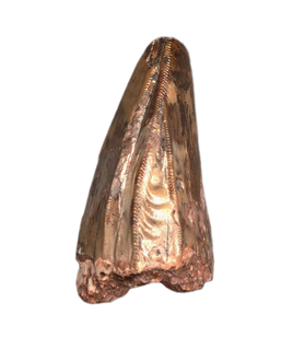 Phytosaur Tooth with Trifurctaed Serration Set