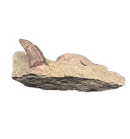 Small Theropod (Coelurus/Ornitholestes/Stokesosaurus?) Tooth, Morrison Formation