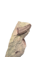 Small Theropod (Coelurus/Ornitholestes/Stokesosaurus?) Tooth, Morrison Formation