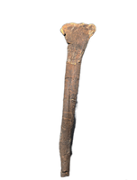 Theropod Fibula, Morrison Formation