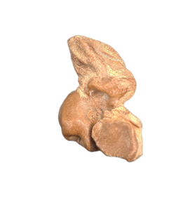 Dolphin (Araeodelphis) Ear Bone, Calvert Formation, 15-27 Milion Years Old