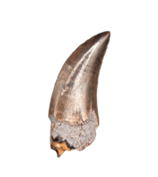 Dakotaraptor Tooth