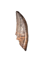 Dakotaraptor Tooth, Partial Root