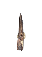 Dakotaraptor Tooth, Partial Root