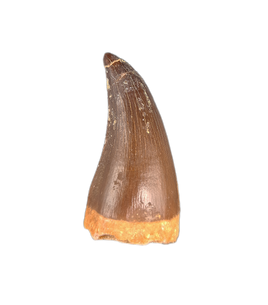 Unknown Species of MosasaurTooth, Morocco