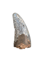 Ceratosaurid(?)Tooth, Mid Jurassic of Africa