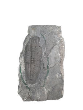 Ogygopsis elongata Trilobite, Washington