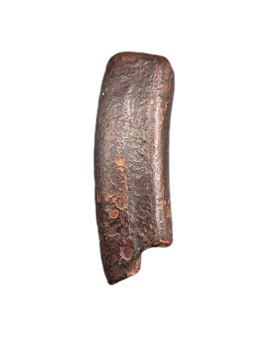 Giant Sloth Tooth, Florida Pleistocene| The Daily Rex