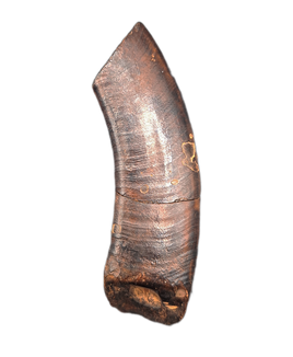 Giant Sloth Canine Tooth, Florida Pleistocene