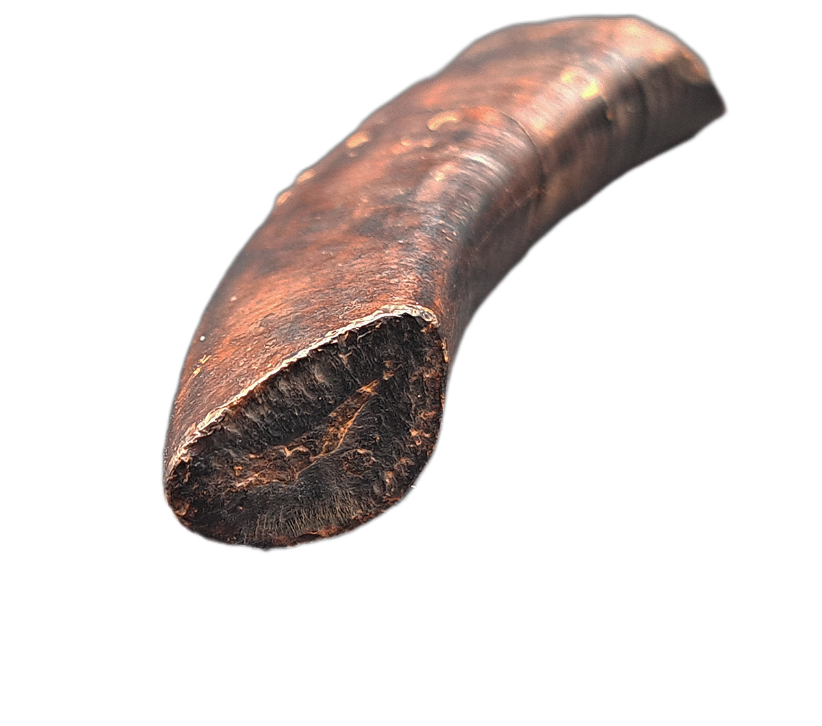 Giant Sloth Canine Tooth, Florida Pleistocene| The Daily Rex