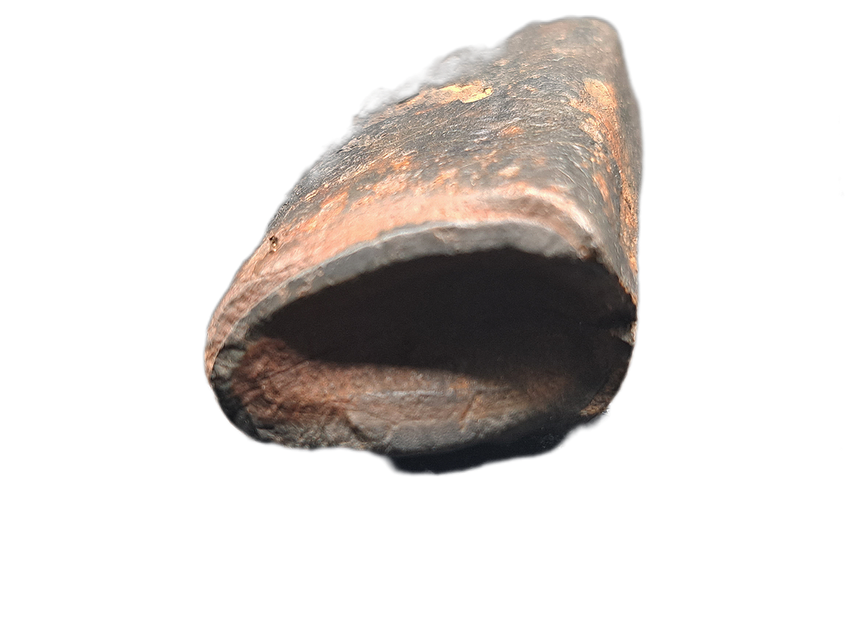 Eremotherium (Giant Sloth) Canine Tooth, Florida Pleistocene| The Daily Rex