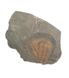Pair of Ellipsocephalus (trilobite), Czech Republic
