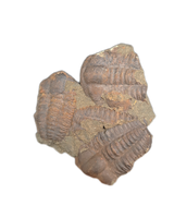 Group of Ellipsocephalus (trilobite), Czech Republic