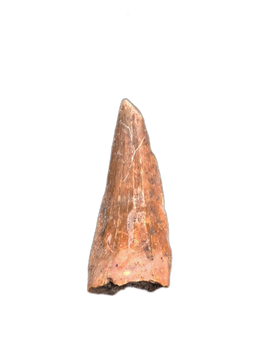 Metriorynchidae Tooth from the Mid Jurassic, Madagascar