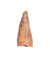 Metriorynchidae Tooth from the Mid Jurassic, Madagascar