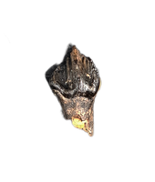 Leptoceratops Tooth