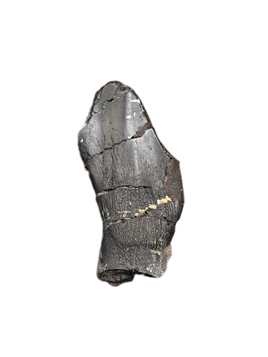 Brachiosaurus Tooth, Morrison Formation