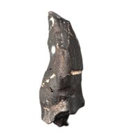 Brachiosaurus Tooth, Morrison Formation