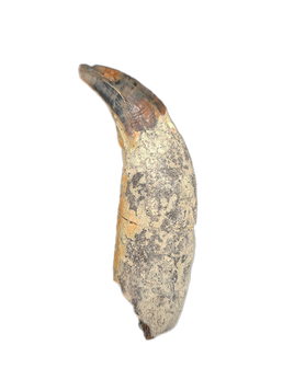Huge Allodesmus (seal) Canine Tooth from Shark Tooth Hill, California