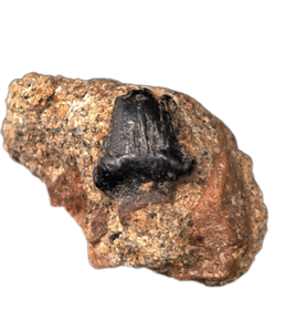 Ankylosaur Tooth, Judith River Formation