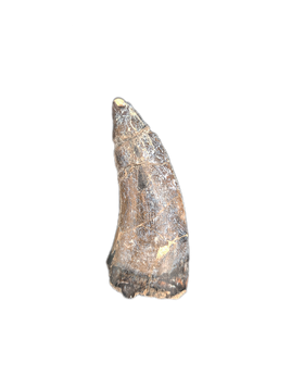 Eococharia Tooth, Elrhaz Formation