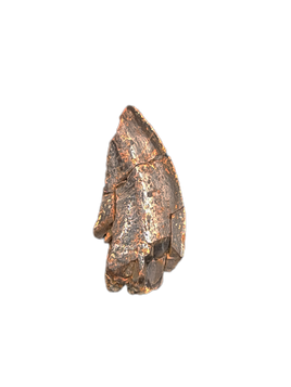 Small Theropod Tooth, Morrison Formation