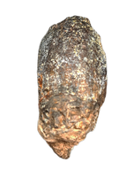 Sauropod Tooth, Mid Jurassic of Africa