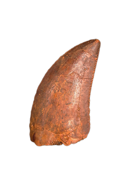 Carcharodontosaurus Tooth