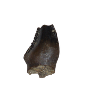 Stegoceras (Pachycephalosaur) Serrated Pre Max Tooth, Judith River Formation