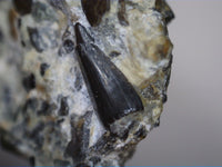 Theropod (Compsognathid?) Tooth, England, Early Cretaceous
