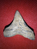 Cretoxyrhina (Shark Tooth), Cretaceous of Mississippi