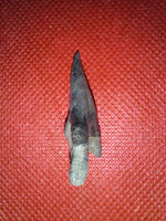 Hemipristis (shark) Tooth