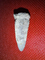 Othnielia Claw, Morrison Formation