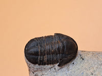 Gerastos Trilobite, Morocco