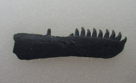 Delorhynchus (Bolterpeton) Jaw, Permian