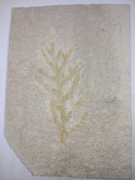 Fossil Plant Brachyphyllum Solnhofen, Jurassic Period.