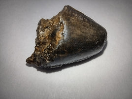 Tyrannosaurus Rex Tooth Tip with Serrations