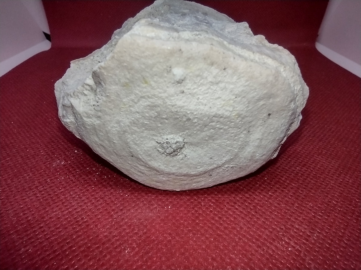 Basilosaurus Vertebrae The Daily Rex