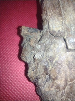 Hadrosaur Claw (Ungal), Aguja Formation, Texas