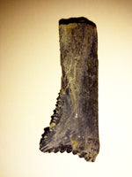 Edestus Shark Tooth