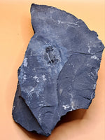Asaphiscus Trilobite, Utah