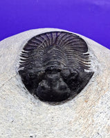 Scabriscutellum Trilobite, Morocco