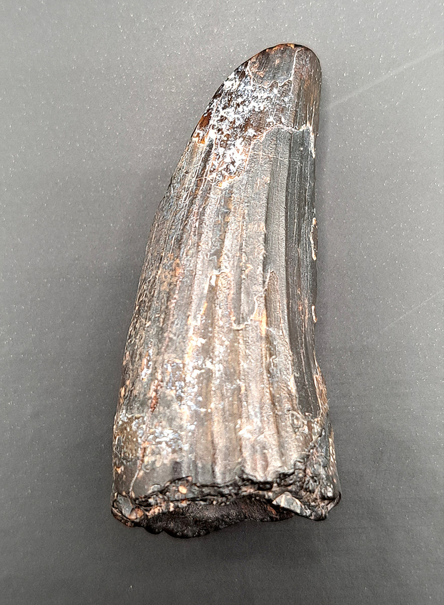 ザウルス.TRUITEPERFAIT.76M Polish_20230305_092230930_1200