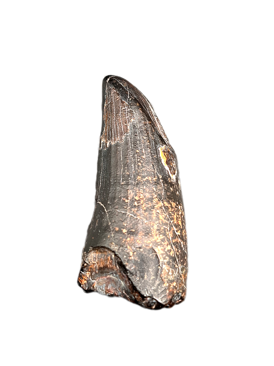 Suchomimus Tooth| The Daily Rex