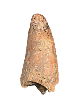 Theropod Tooth, Late Cretaceous Madagascar