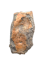 Ceratopsian Vertebrae, Ojo Alamo Formation