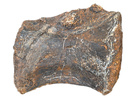 Suuwassea Vertebrae, Morrison Formation