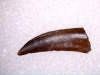 Coelophysid Tooth